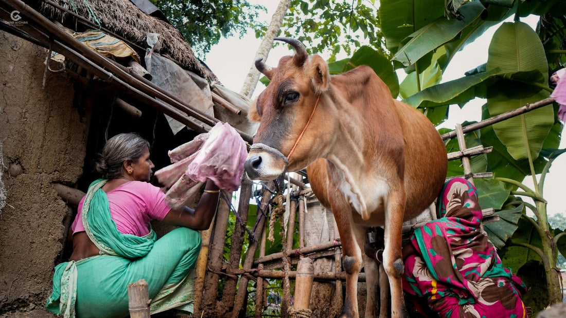 The Golden Treasure Desi Cow Ghee